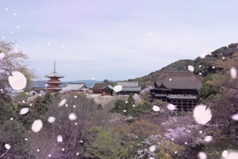 清水寺と桜吹雪