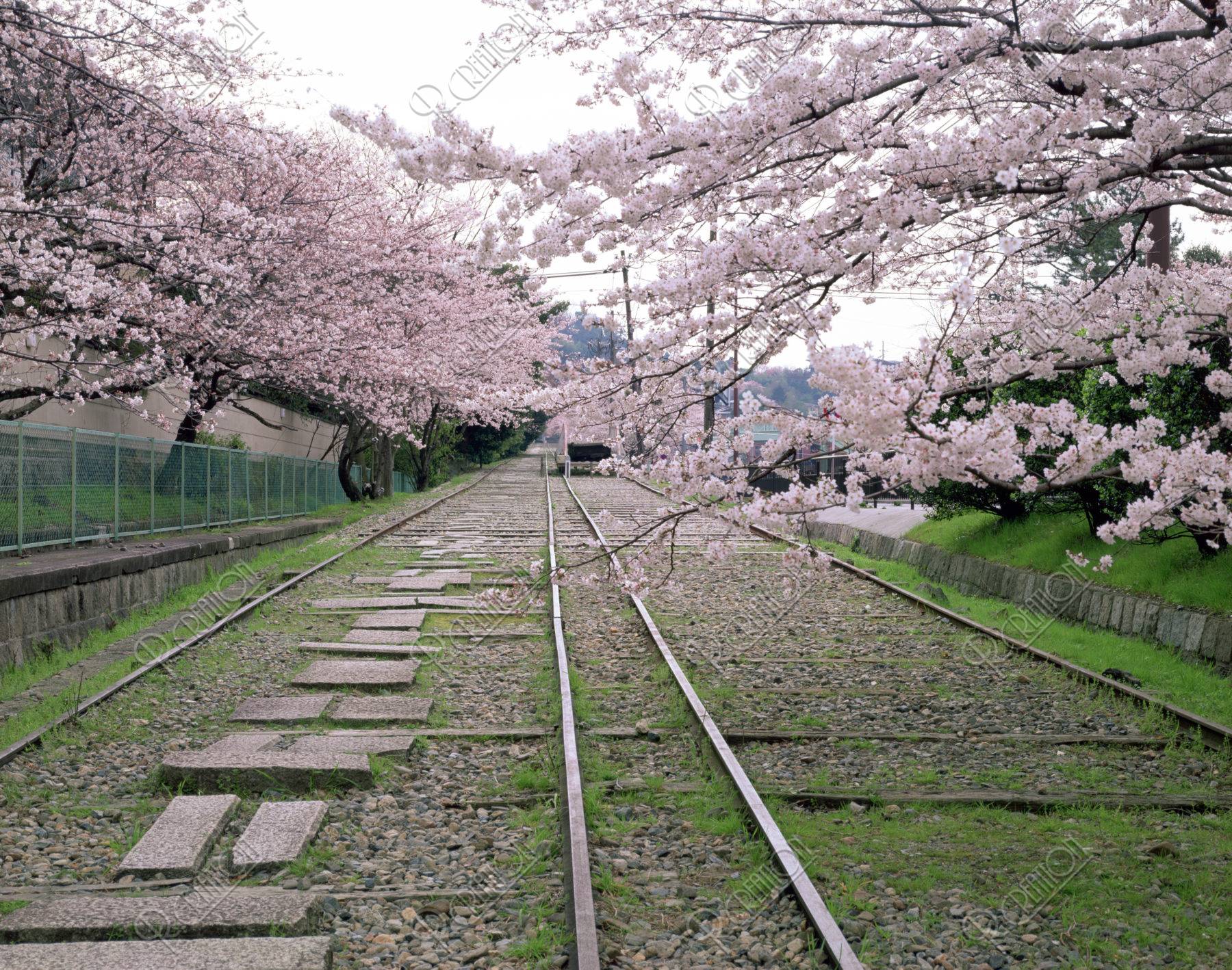 岡崎インクラインの桜