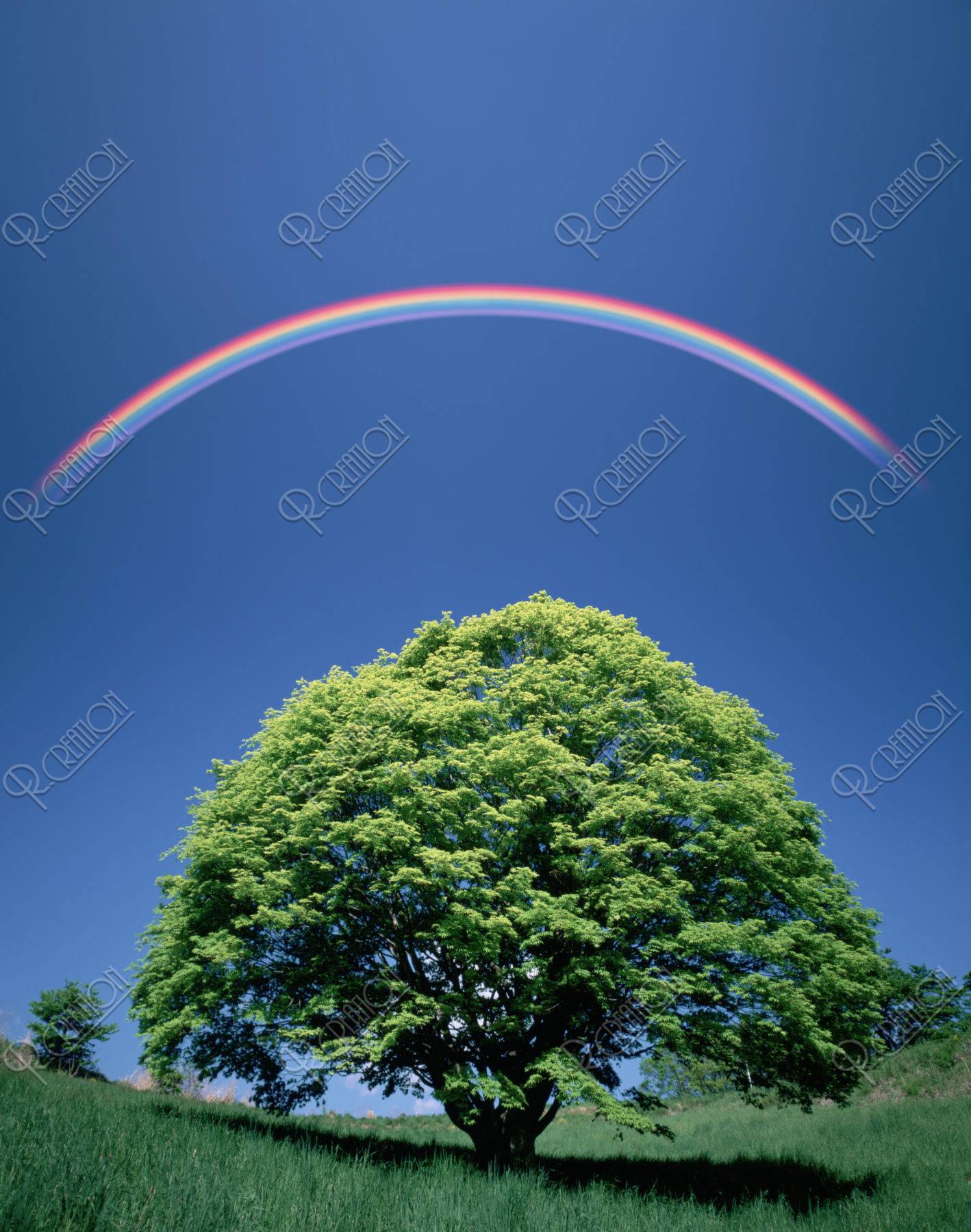 大樹と虹（創作）