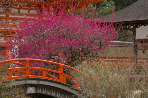 下鴨神社 紅梅と輪橋