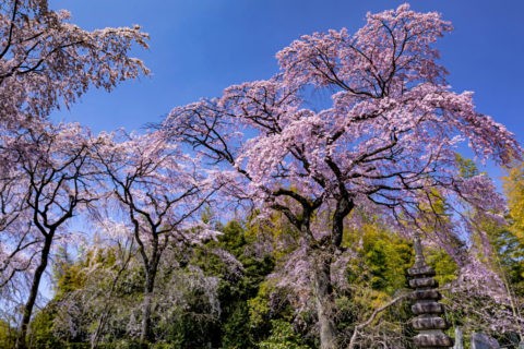 佐野藤右衛門邸の桜