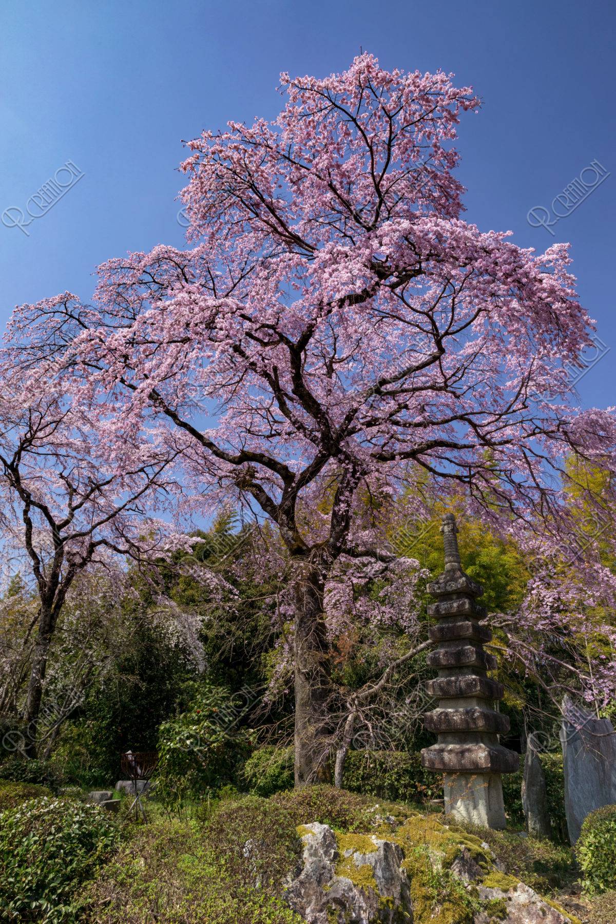 京都府6・佐野藤右衛門桜守匠の庭（2006桜を追って）