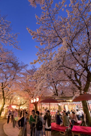 平野神社 夜桜