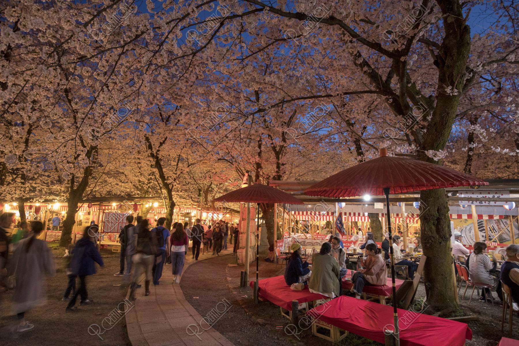 平野神社 夜桜