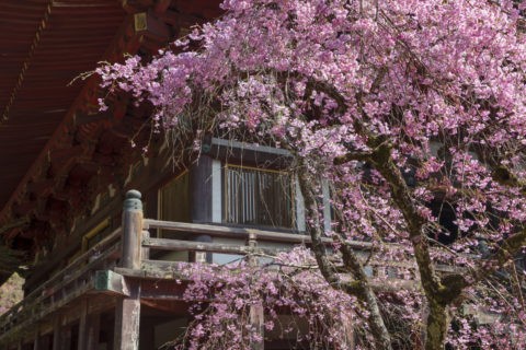 神護寺の桜