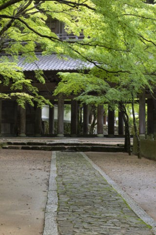 永源寺 新緑と山門