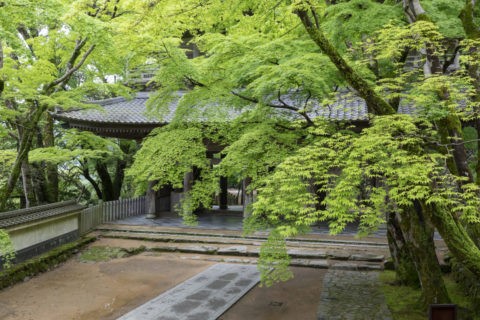 永源寺 新緑と山門