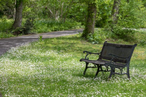 白い花とベンチ