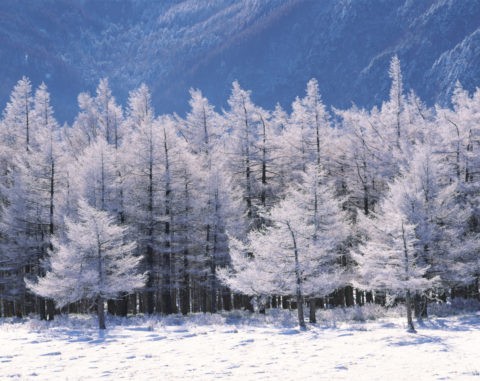 霧氷の樹々