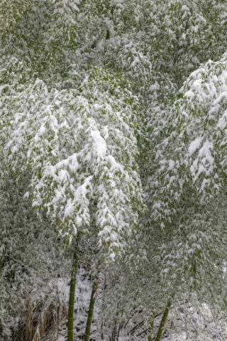 淡雪と竹