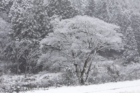 モノトーンの着雪の木