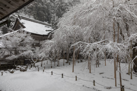 常照皇寺 左近の桜 九重桜 雪景色