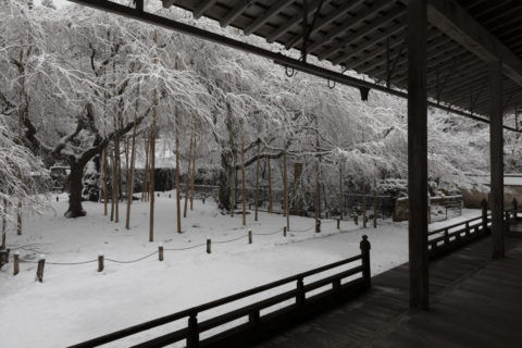 常照皇寺 左近の桜 九重桜 雪景色