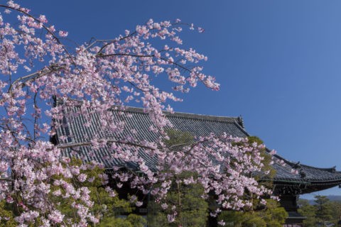 清凉寺本堂と桜