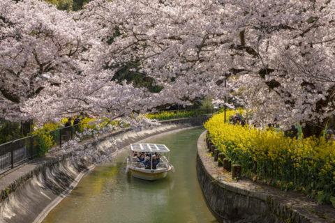 びわ湖疏水船と桜並木
