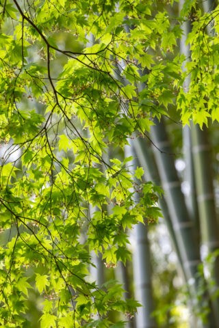 竹と青紅葉