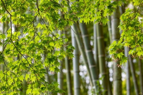 竹と青紅葉