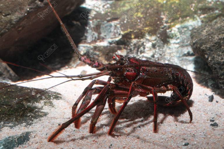 イセエビ 写真 アールクリエーション