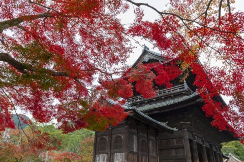 南禅寺三門の紅葉