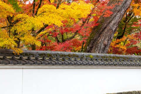 永観堂禅林寺 土塀と紅葉