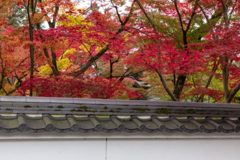 永観堂禅林寺 土塀と紅葉