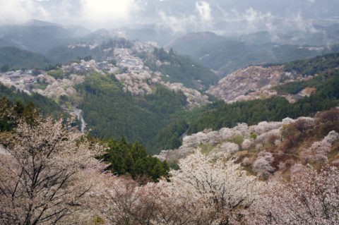 奥千本から 吉野山の桜