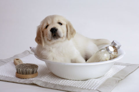 洗面器とゴールデンレトリバーの子犬