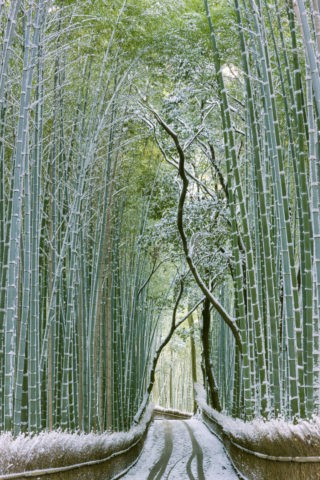嵯峨野 竹林の道 雪景色