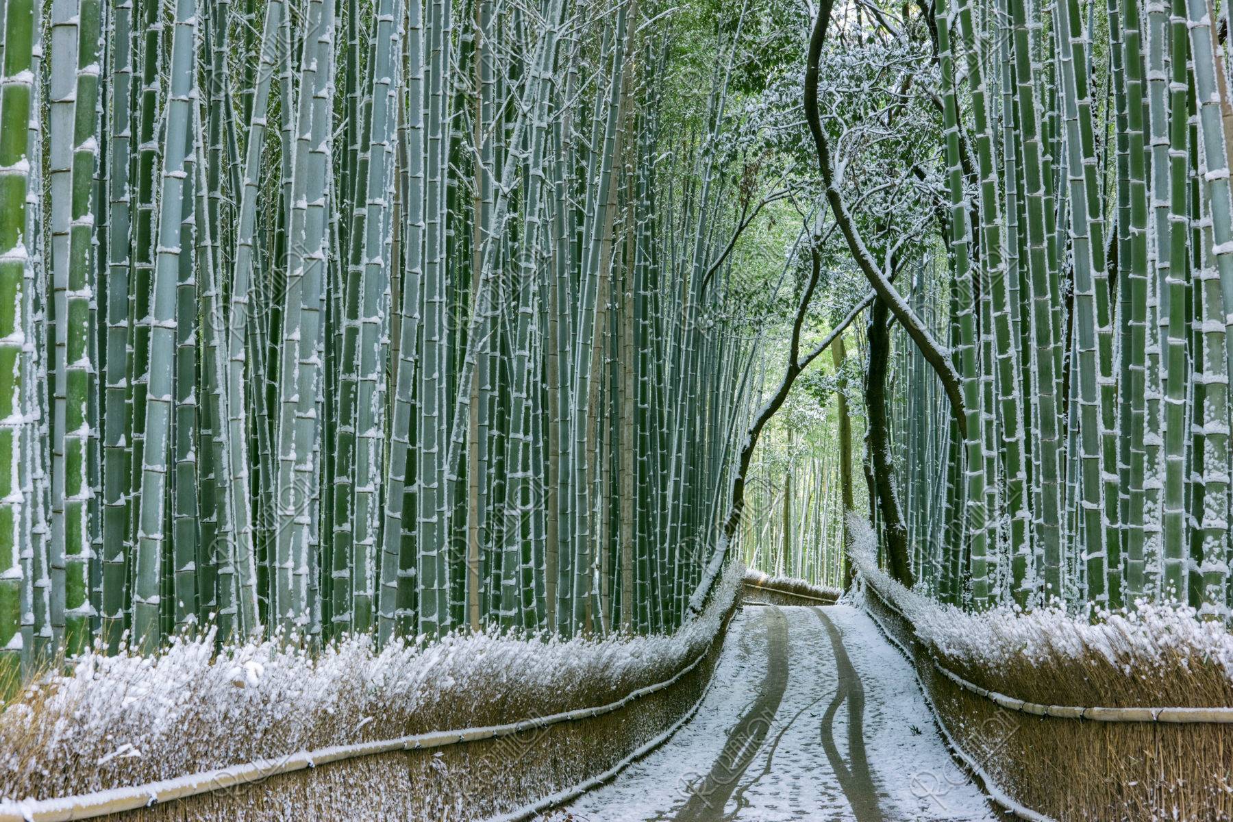嵯峨野 竹林の道 雪景色