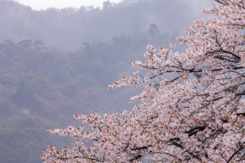 桜と霧の大文字山