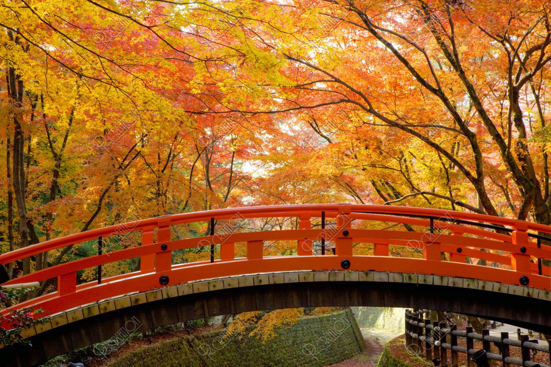 北野神社　御土居の紅葉と鴬橋
