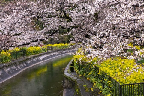 琵琶湖疎水と桜