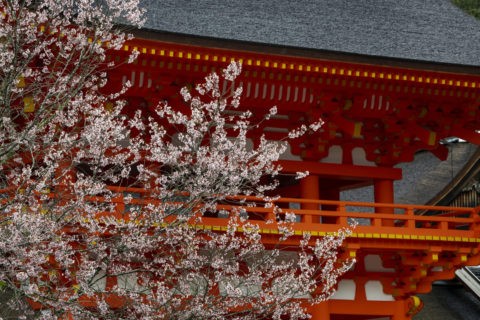 上賀茂神社 桜
