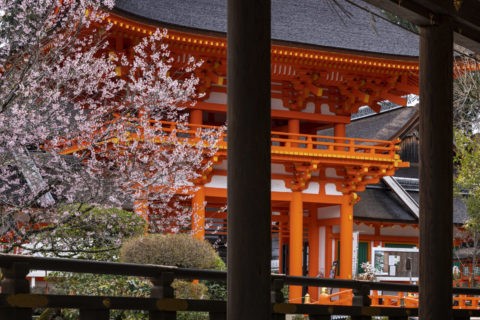 上賀茂神社 桜