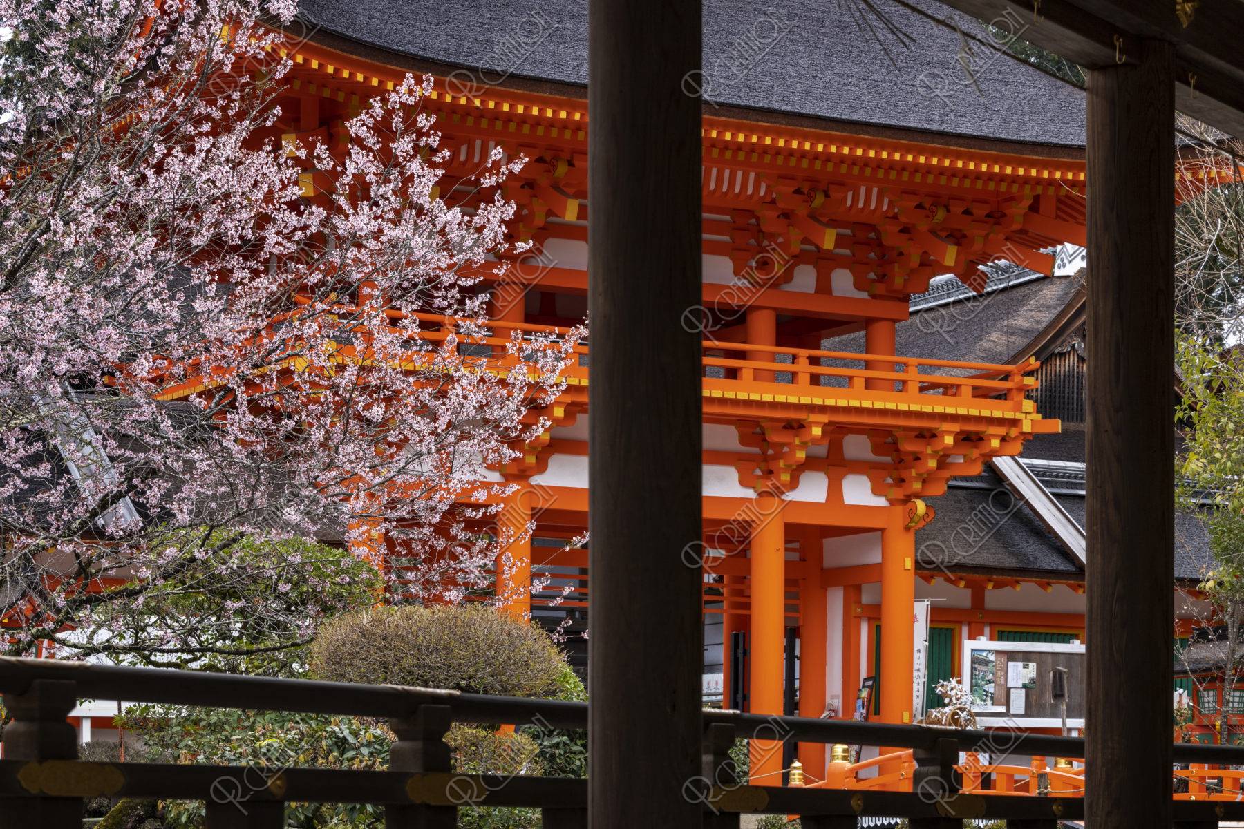 上 賀茂 神社 の 桜