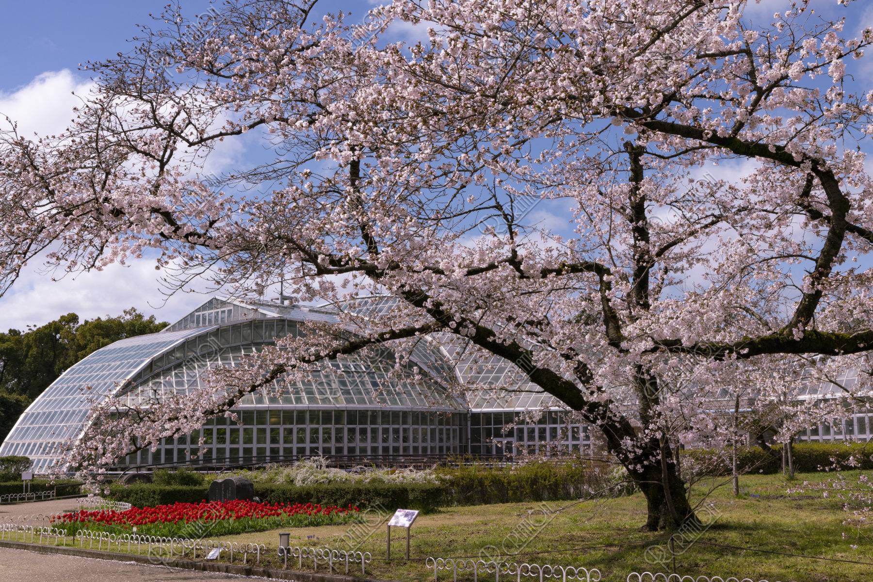 京都府立植物園 観覧温室と桜