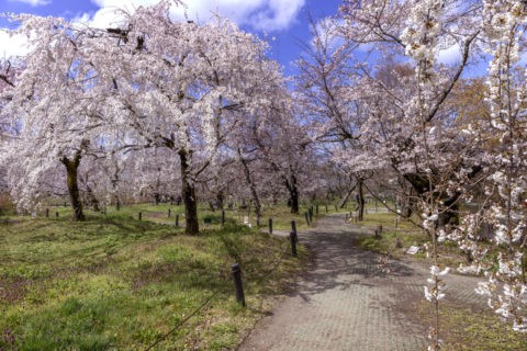 京都府立植物園 桜林
