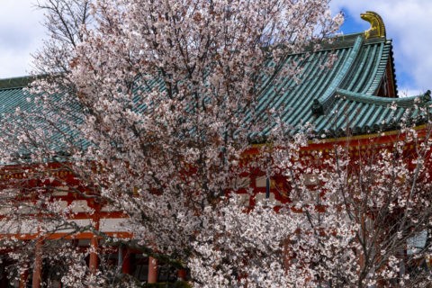 平安神宮 左近の桜と大極殿
