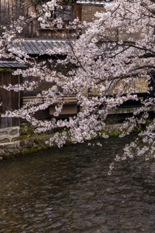 木屋町高瀬川の桜