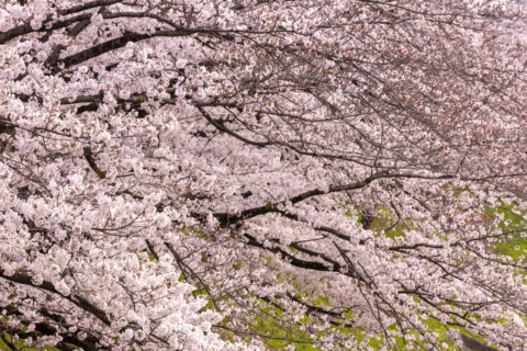 高野川沿いの桜並木