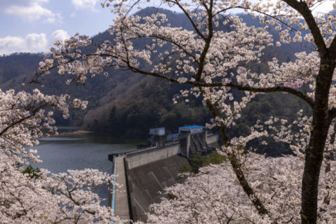 大野ダムと桜