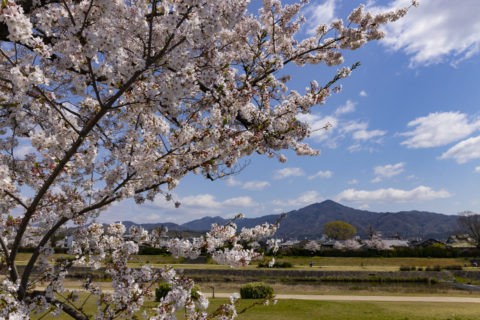 賀茂川の桜並木と比叡山