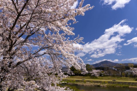 賀茂川の桜並木と比叡山