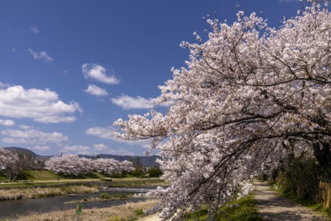賀茂川の桜並木