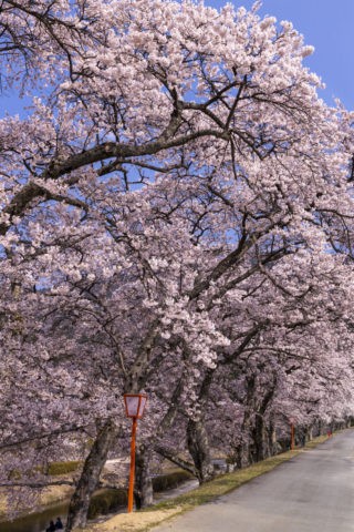 鮎河の桜並木