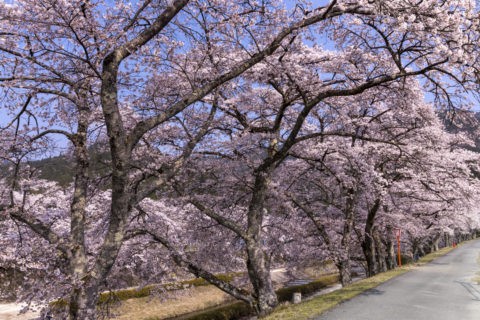 鮎河の桜並木