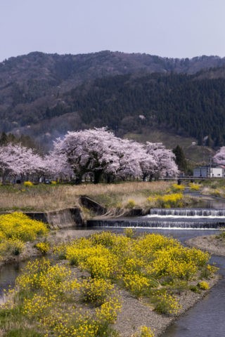 余呉川の桜並木