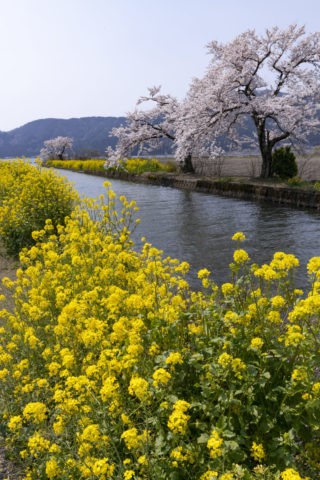 余呉湖の桜