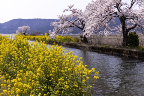 余呉湖の桜