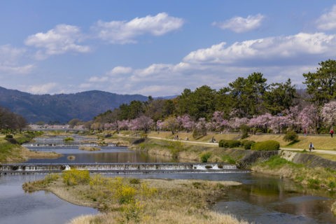 賀茂川 半木の道と桜並木